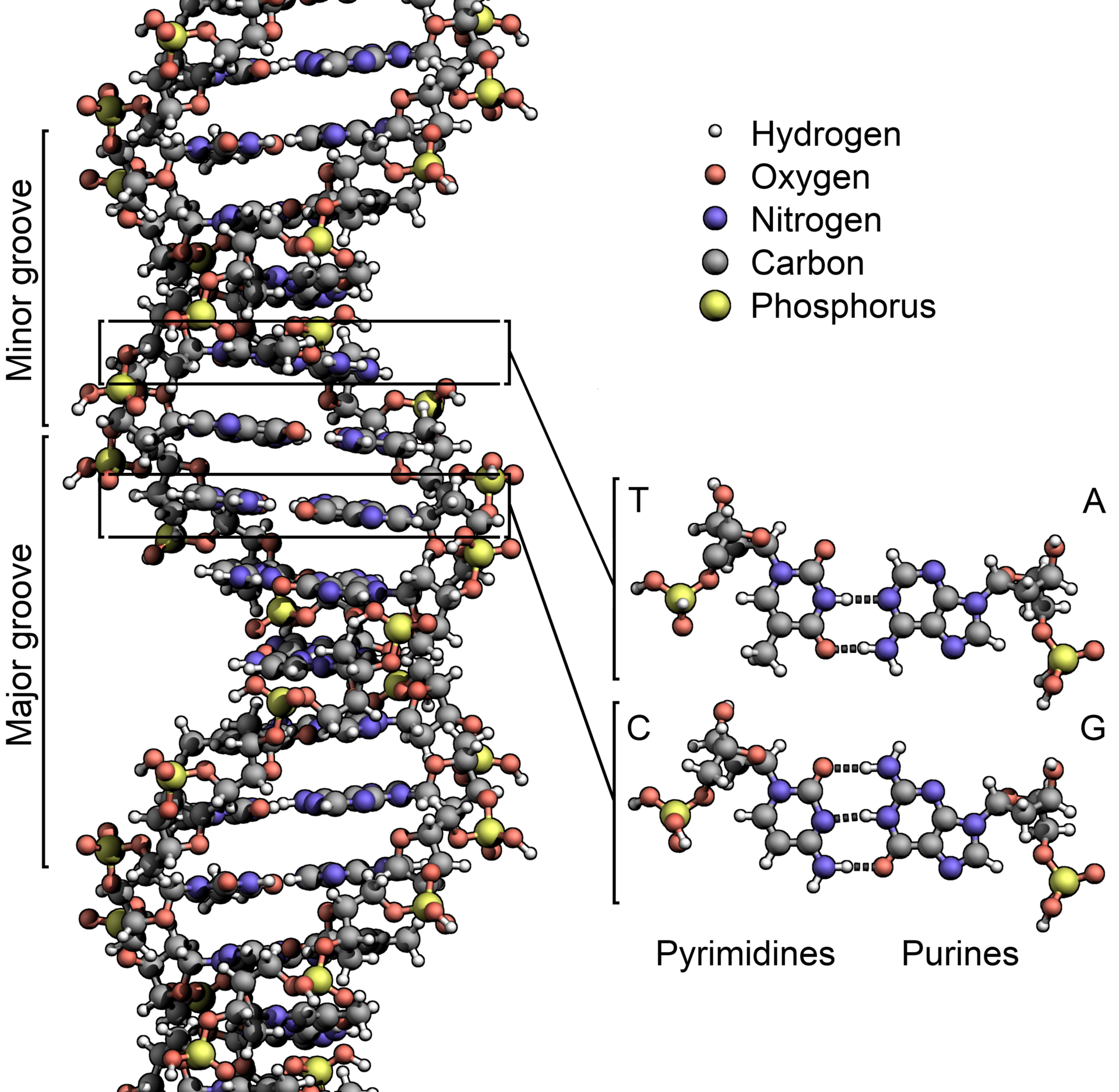 DNA_Structure