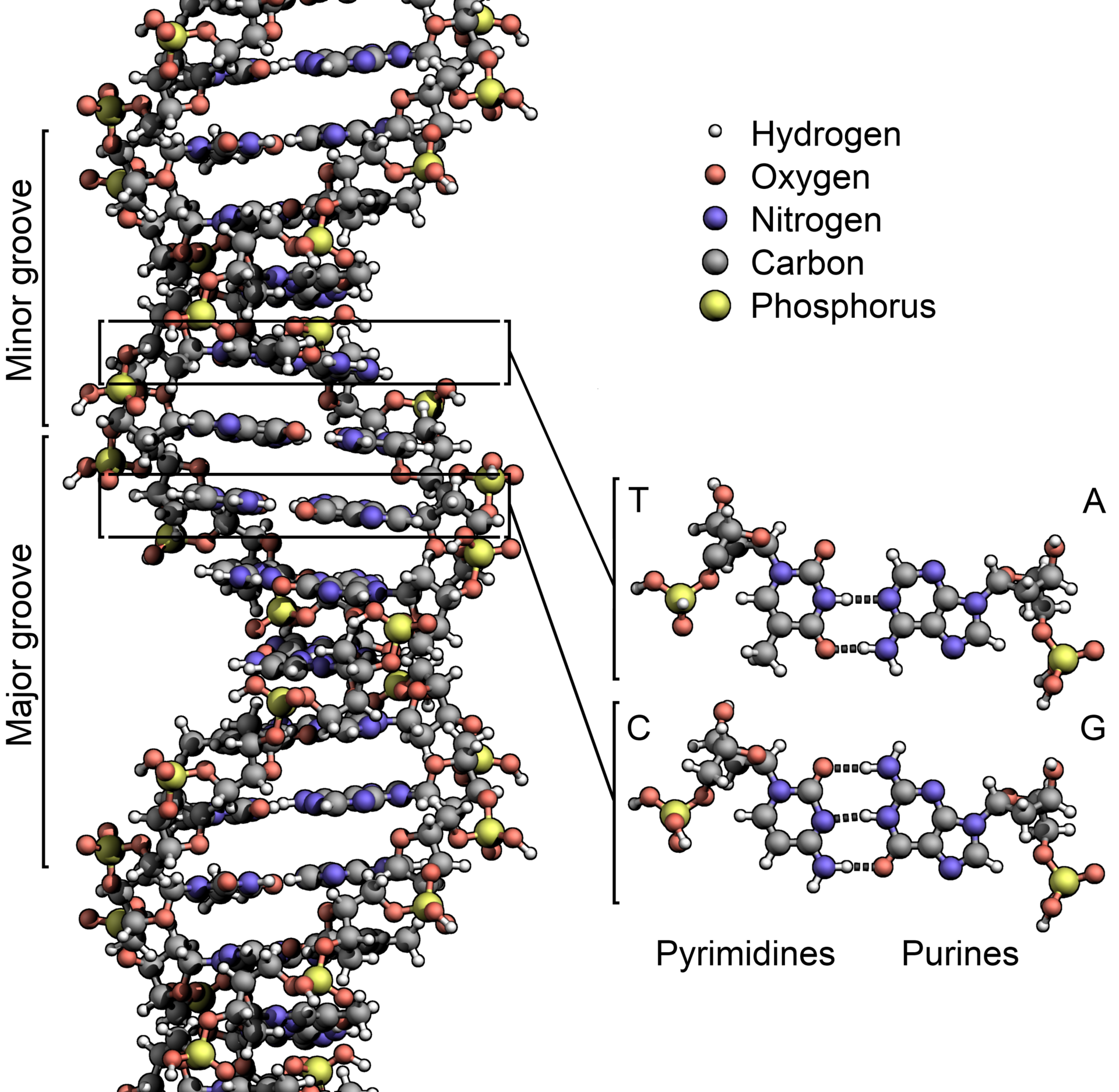 Biology Thediagonal