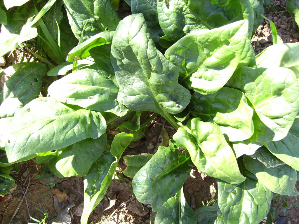 spinach-leaves