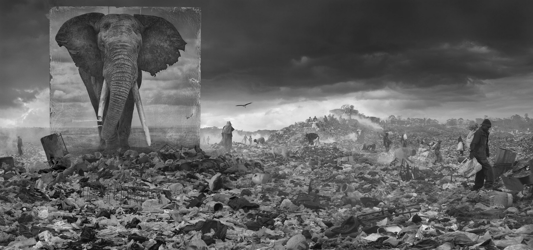 Wasteland with elephant - Nick Brandt