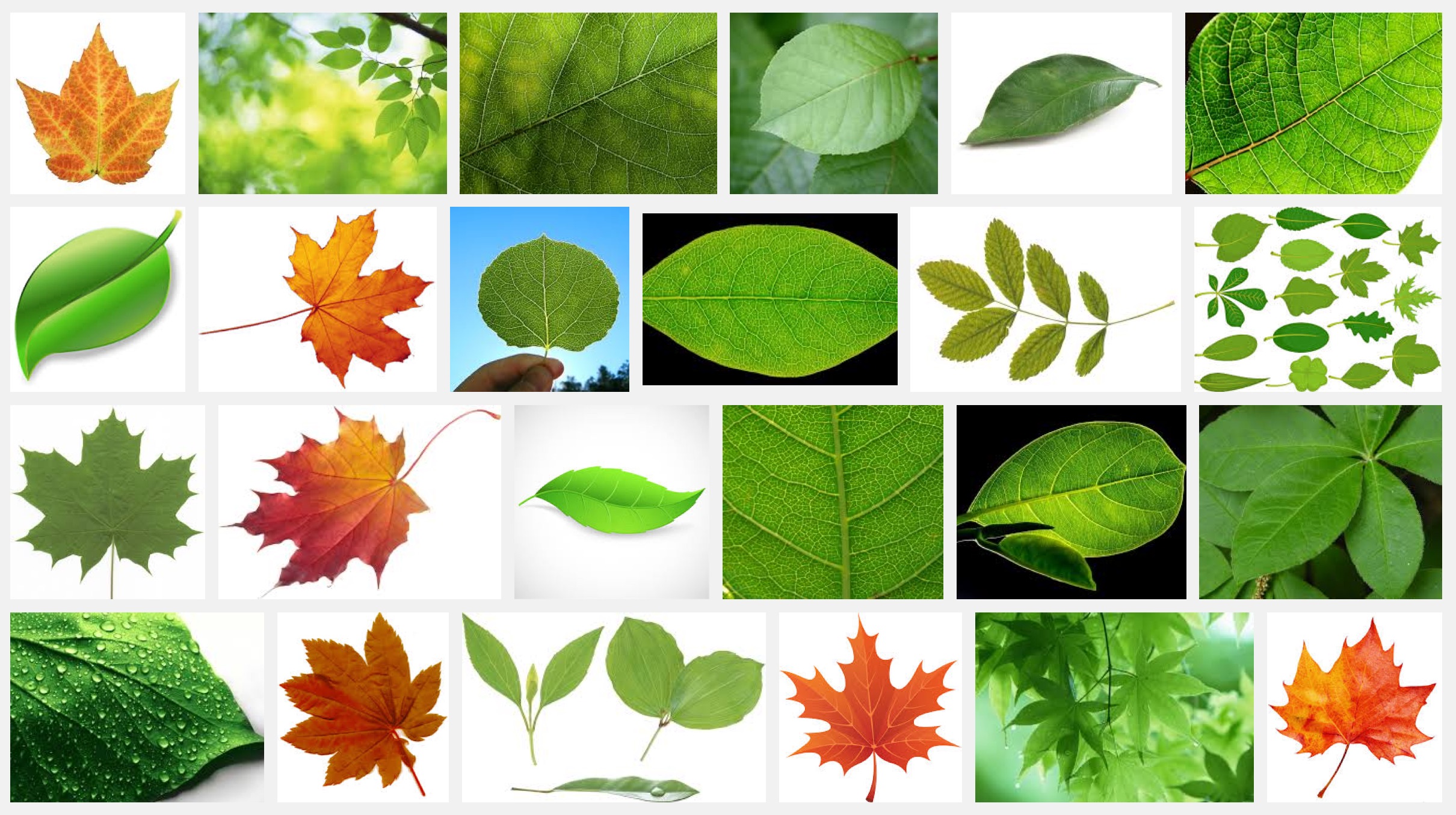 google-search-leaf