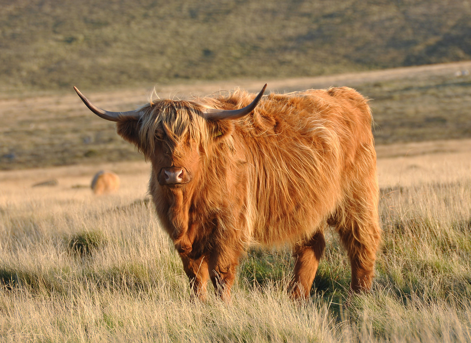 Cow-Dartmoor-England