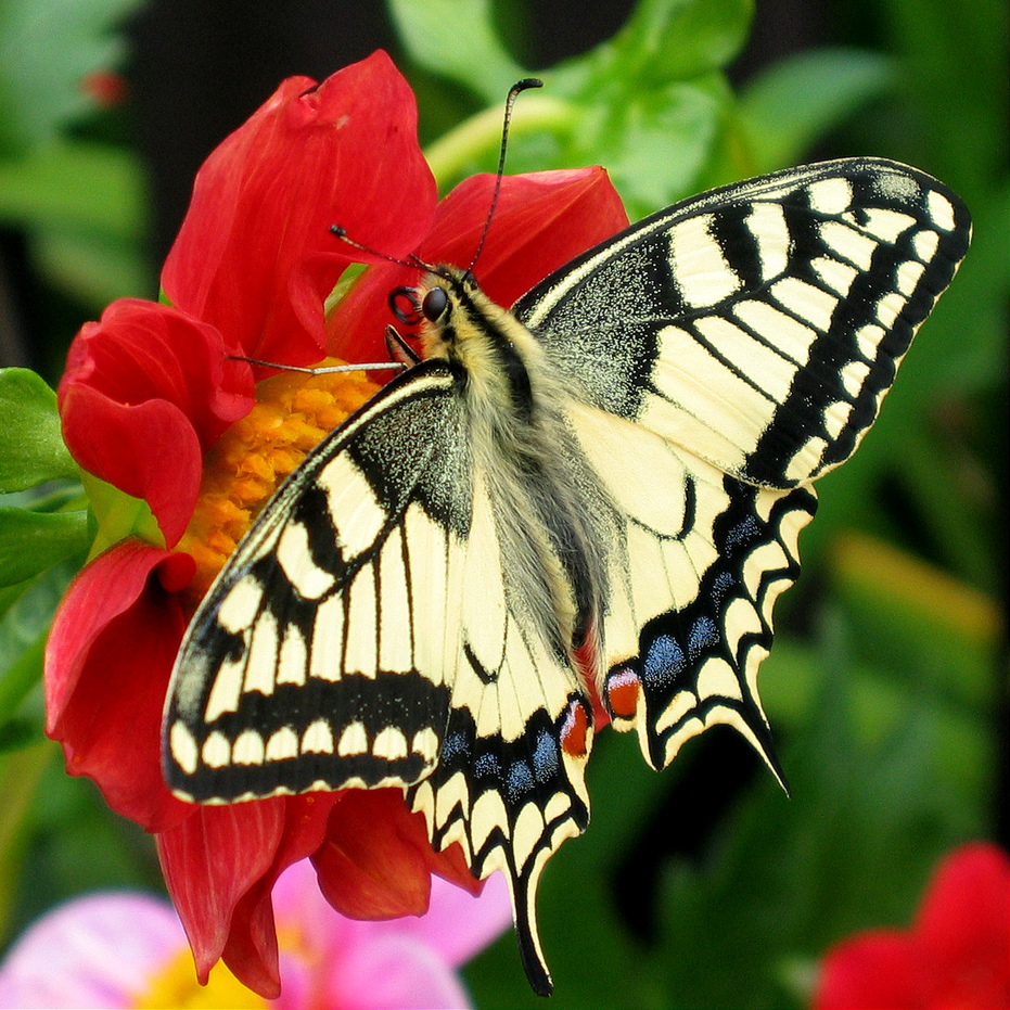 papilio_machaon