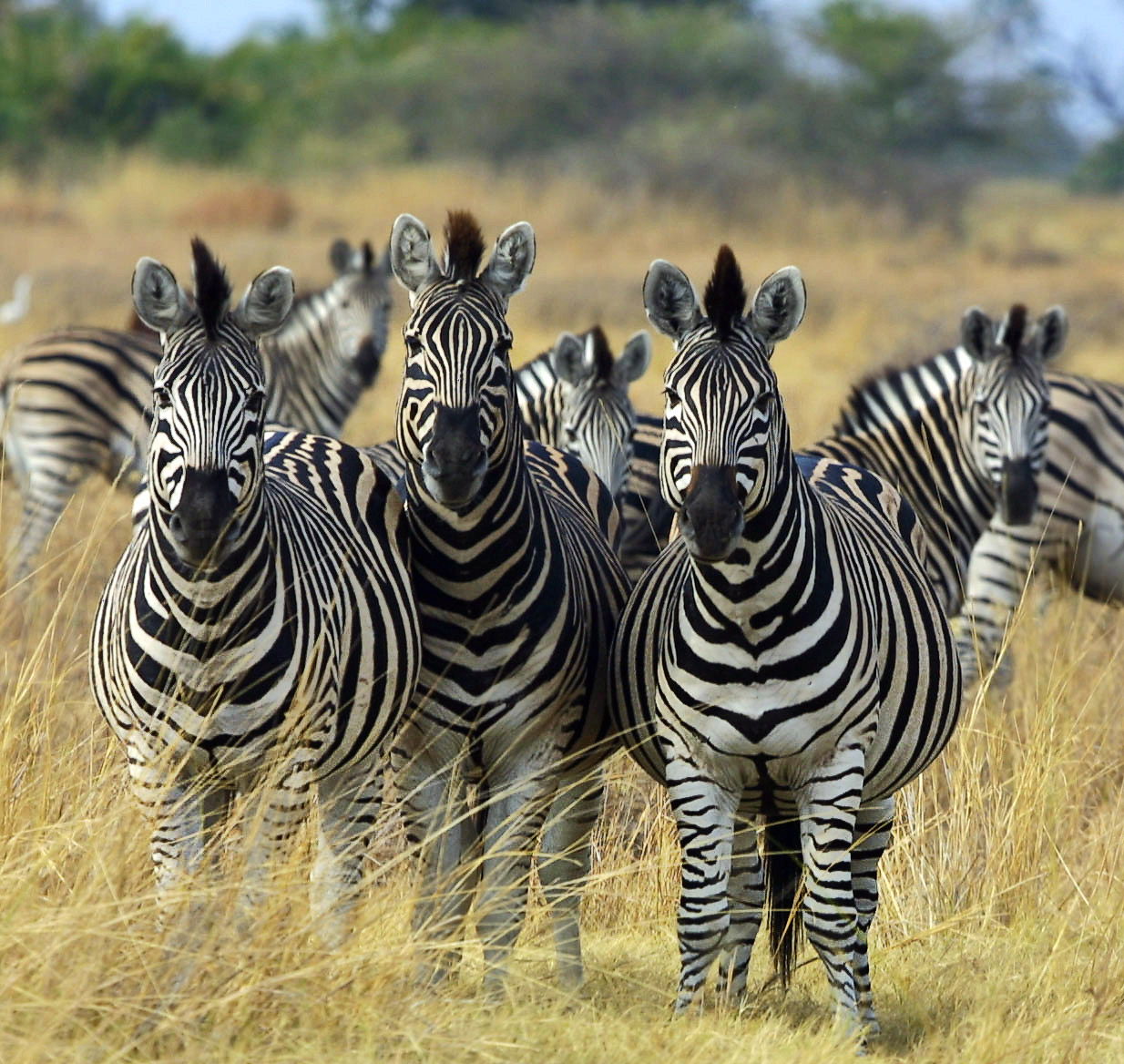 Zebra_Botswana