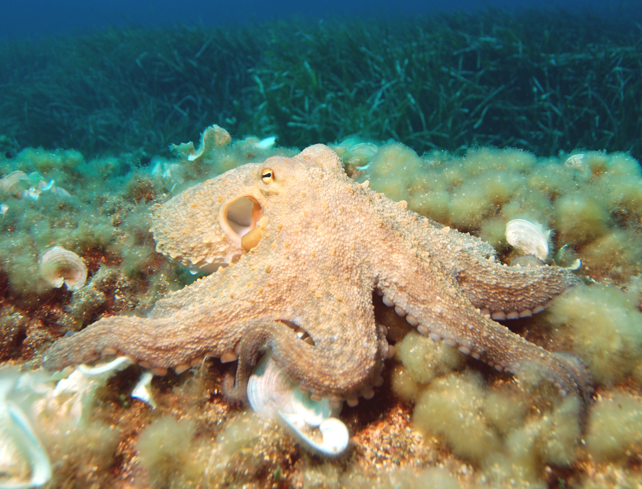 Fishing surge leads to fears for some octopus species - BBC News